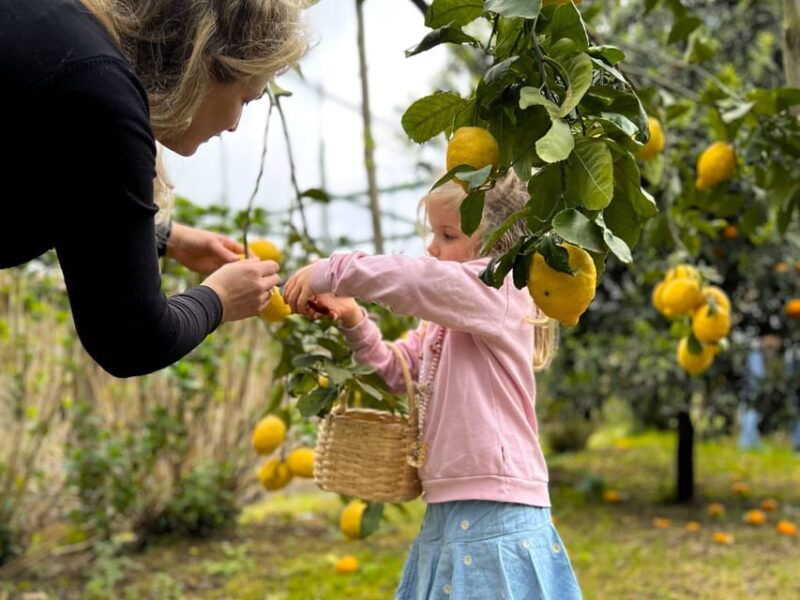 sorrento-lemon-picking-adventure