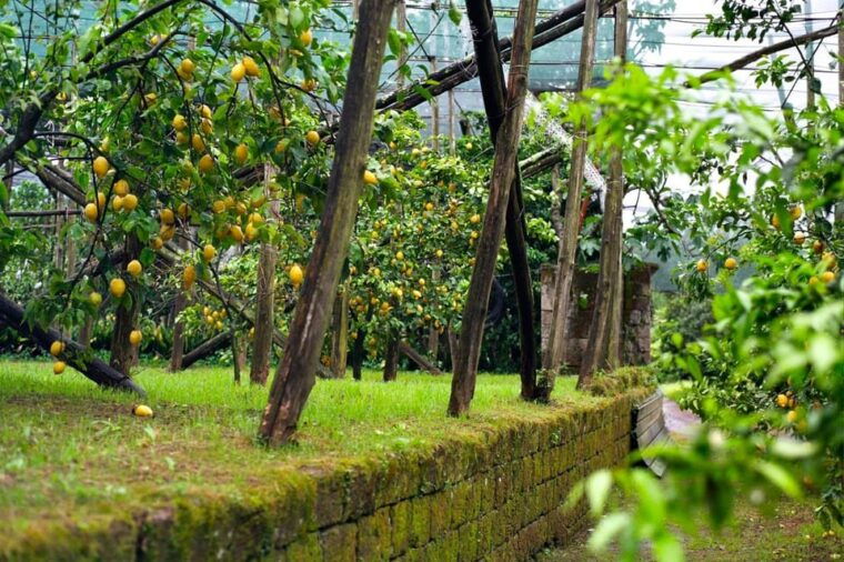 sorrento-lemon-picking-adventure