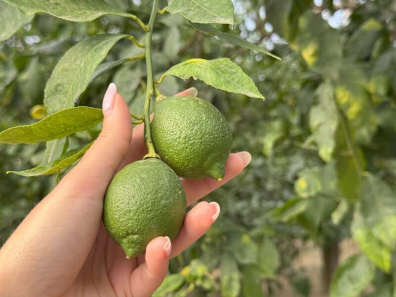 Sorrento: Lemon Tour & Limoncello Spritz Workshop - Authenticity & Support for Local Culture