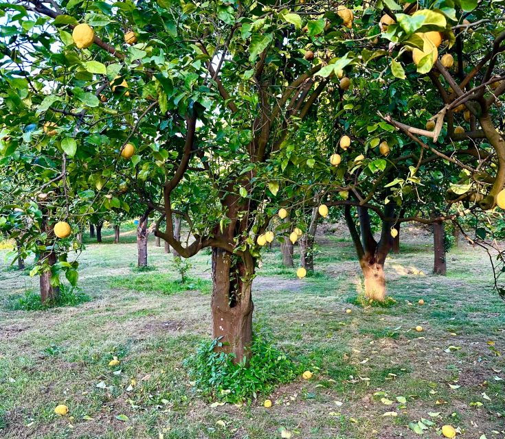 sorrento-lemon-tour