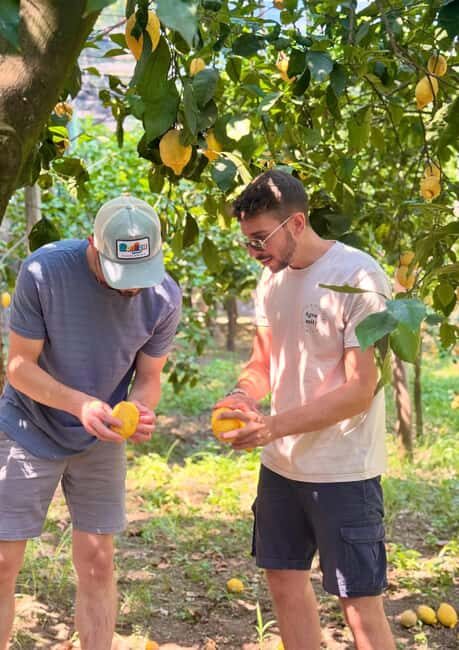 Sorrento: Lemon Tour with Limoncello Tasting - Introducing the Lemon Experience in Sorrento