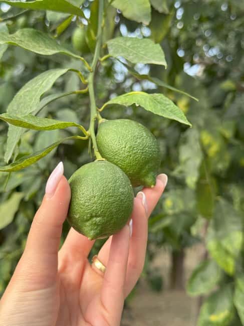 Sorrento: Lemon Tour with Limoncello Tasting - Key Points