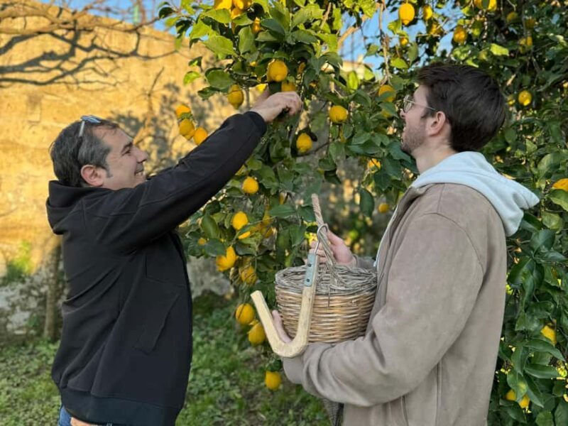Sorrento: Lemon Tour with Limoncello Tasting - The Sum Up