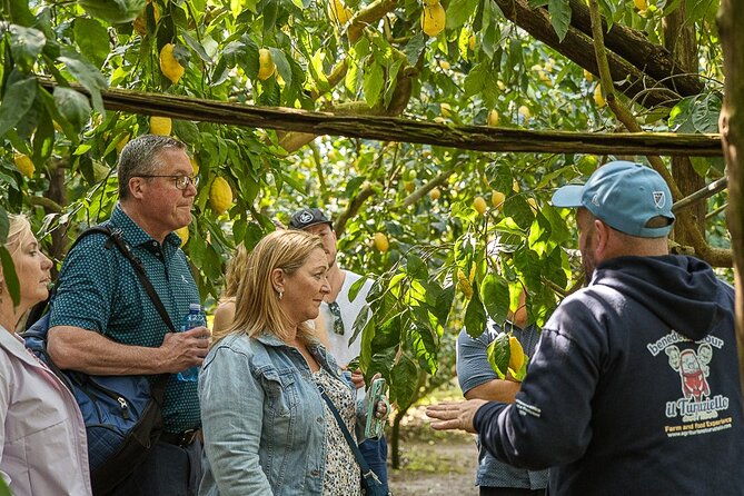 sorrento-lemons-grove-and-farm-tour-tasting-with-pizza-class