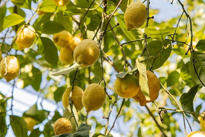 sorrento-lemons-grove-and-farm-tour-tasting-with-pizza-class