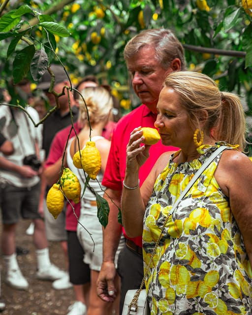 sorrento-lemons-grove-farm-tourtasting-and-pizza-class