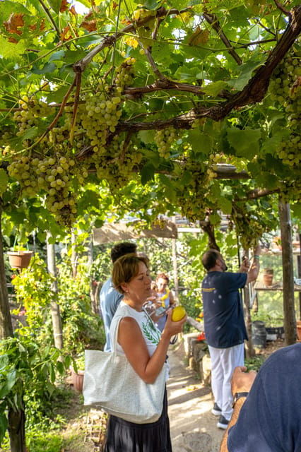 sorrento-lemons-grove-farm-tourtasting-and-pizza-class