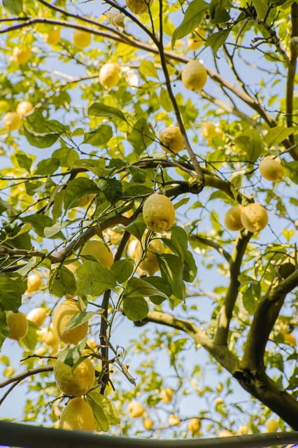 sorrento-lemons-grove-farm-tourtasting-and-pizza-class
