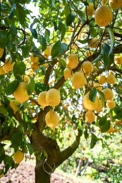 sorrento-lemons-grove-farm-tourtasting-and-pizza-class
