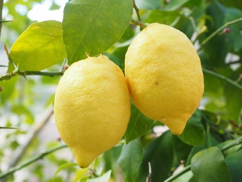 sorrento-oil-cheese-and-lemon-tour