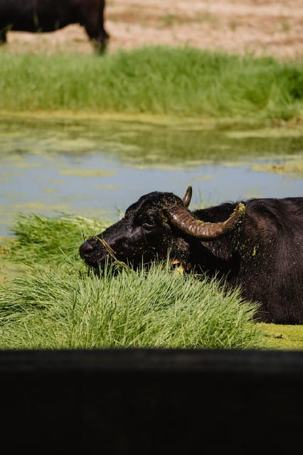 sorrento-paestum-temples-buffalo-mozzarella-farm-tour