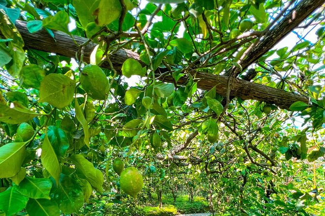 sorrento-peninsula-tour-in-e-bike