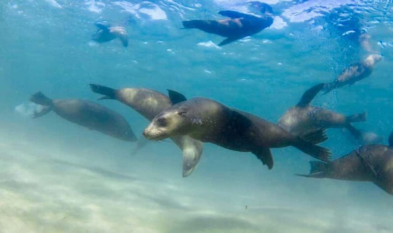 Sorrento: Seal and Sea Dragons 2-Hour Snorkel Experience - Key Points