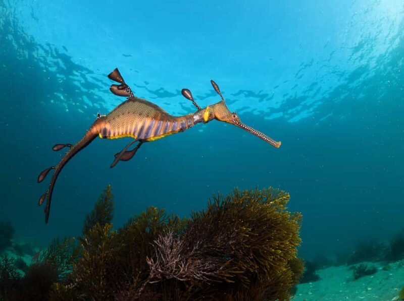 Sorrento: Seal and Sea Dragons 2-Hour Snorkel Experience - Authentic Experience and Guides