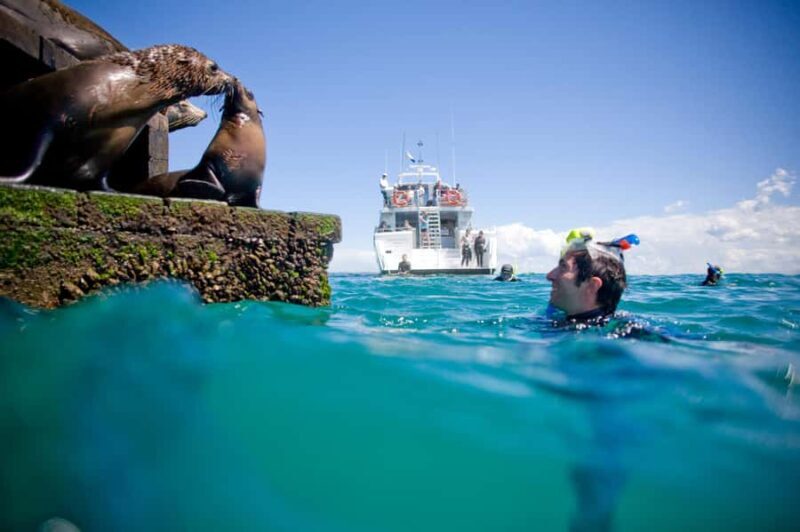 Sorrento: Seal and Sea Dragons 2-Hour Snorkel Experience - Price and Value