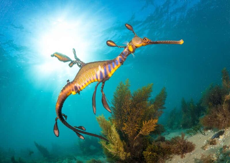 Sorrento: Seal and Sea Dragons 2-Hour Snorkel Experience - Who This Tour Is For