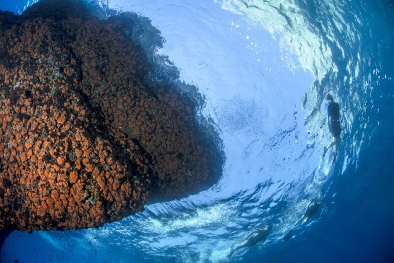 Sorrento: Snorkeling morning tour with a Marine Biologist. - FAQ