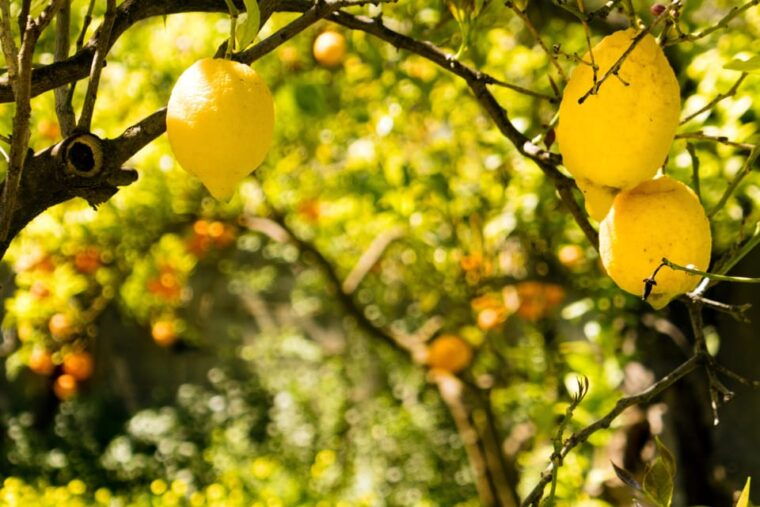 sorrento-sunset-limoncello-making-after-dinner-experience