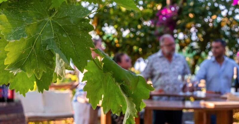 sorrento-wine-tasting-overlooking-the-sea-in-a-lemon-grove