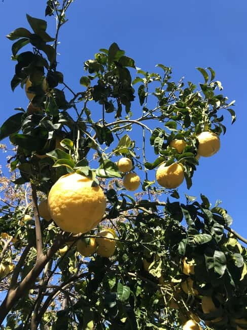 Sorrento:Garden tour of Lemons and Oranges tree - The Experience in Detail