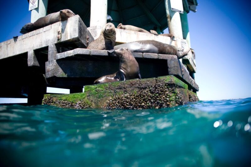 Sorrento,Mornington Peninsula: Wildlife & Sightseeing Cruise - Final Thoughts: Is It Worth It?