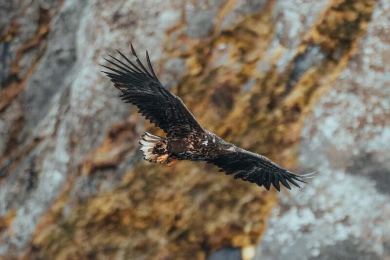 Sortland: Fjord and Sea Eagle Safari by RIB Boat - Final Thoughts