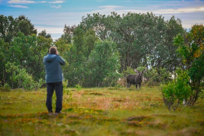 Sortland: Guided Arctic Moose Safari by Car - Key Points