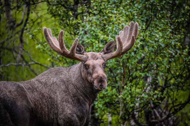 Sortland: Guided Arctic Moose Safari by Car - An In-Depth Look at the Arctic Moose Safari