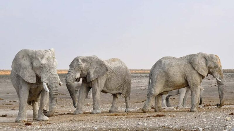 Sossusvlei, Swakopmund, and Skeleton Coast 6-Day Tour - Key Points