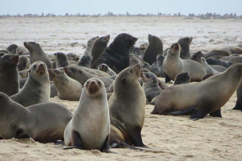 Sossusvlei, Swakopmund, and Skeleton Coast 6-Day Tour - The Tour Breakdown: What to Expect During Your 6 Days in Namibia