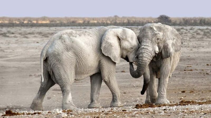 Sossusvlei, Swakopmund, and Skeleton Coast 6-Day Tour - Price and Value Analysis