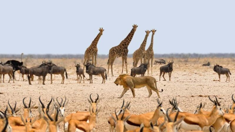 Sossusvlei, Swakopmund, and Skeleton Coast 6-Day Tour - FAQ