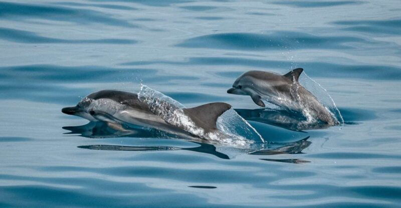sotogrande-dolphin-watching-boat-trip-with-drink