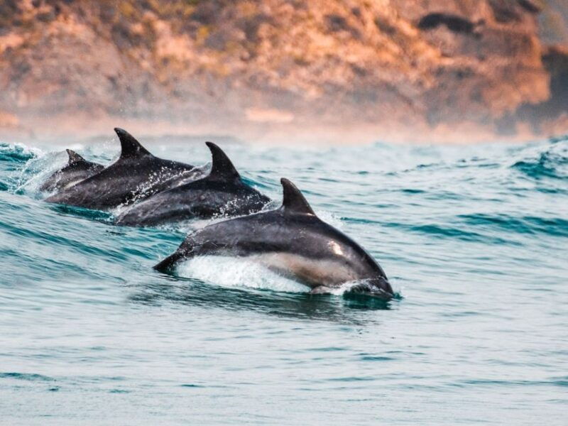 sotogrande-dolphin-watching-boat-trip-with-drink