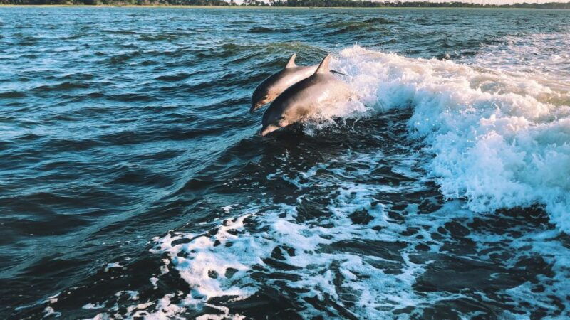 sotogrande-dolphin-watching-boat-trip-with-drink