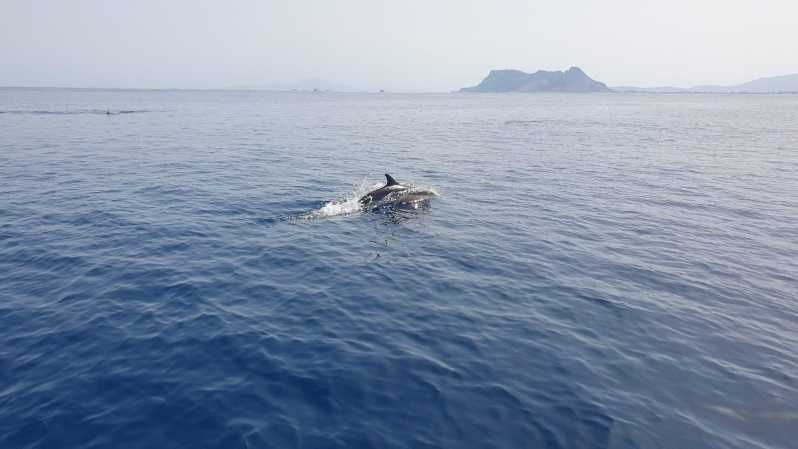 sotogrande-dolphin-watching-experience-with-expert-crew