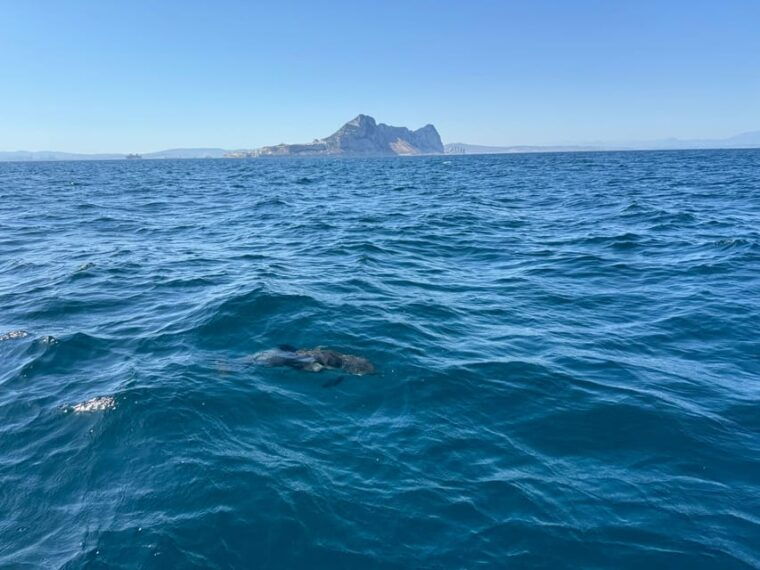 sotogrande-dolphin-watching-experience-with-expert-crew