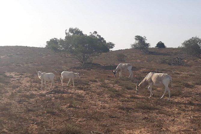 Souss Massa National Park Excursion  Wildlife & Safari Tour - The Experience: What to Expect on This Tour