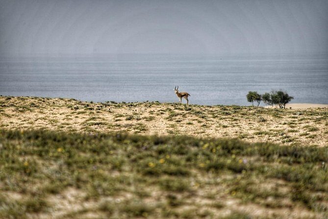 Souss Massa National Park Excursion  Wildlife & Safari Tour - The Sum Up