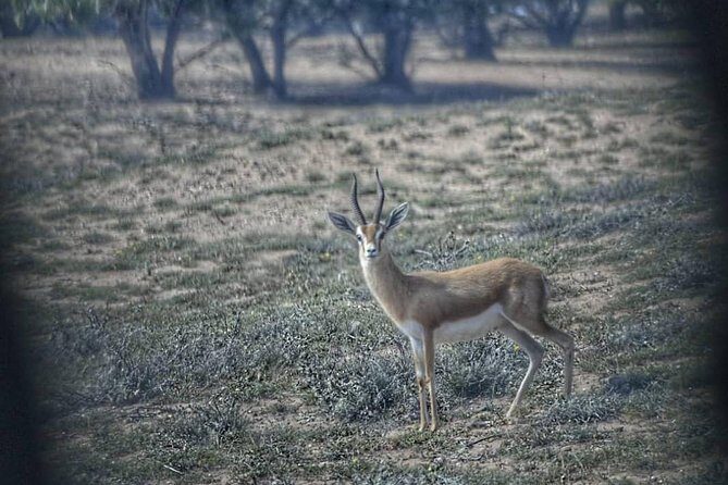 Souss Massa National Park Excursion  Wildlife & Safari Tour - FAQ