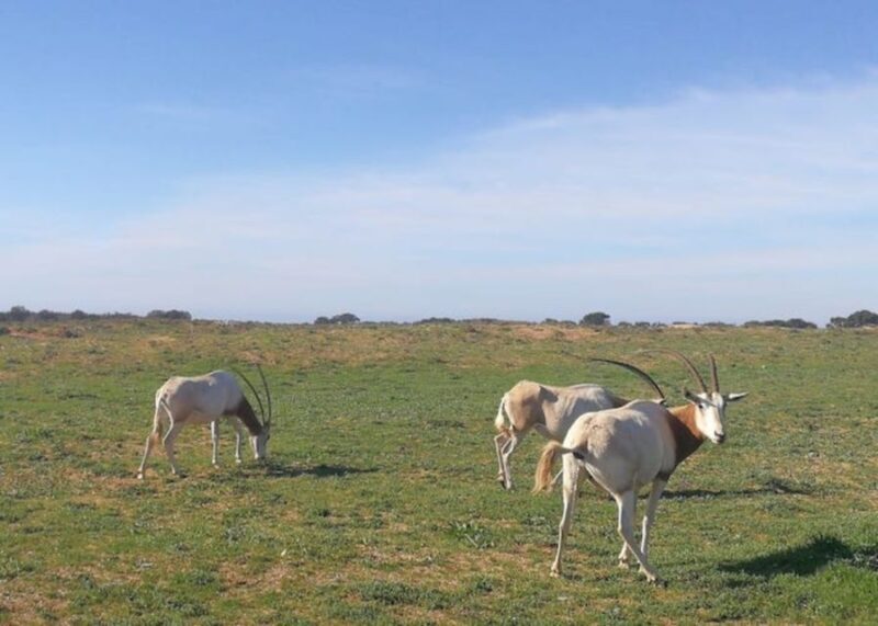 Souss-Massa National Park: Full Day Jeep Tour with Lunch - Exploring the Tour Itinerary in Detail