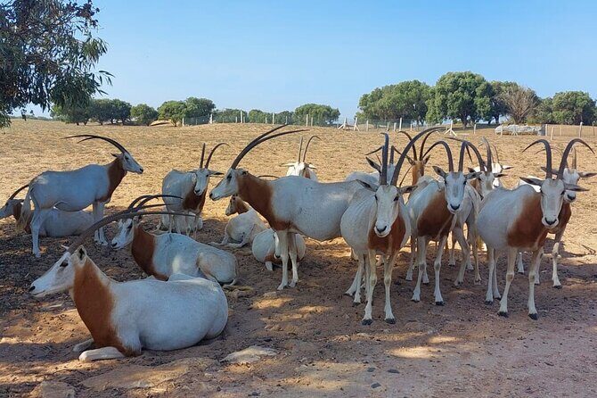 Souss Massa National Park Half Day Trip from Agadir - An In-Depth Look at the Tour
