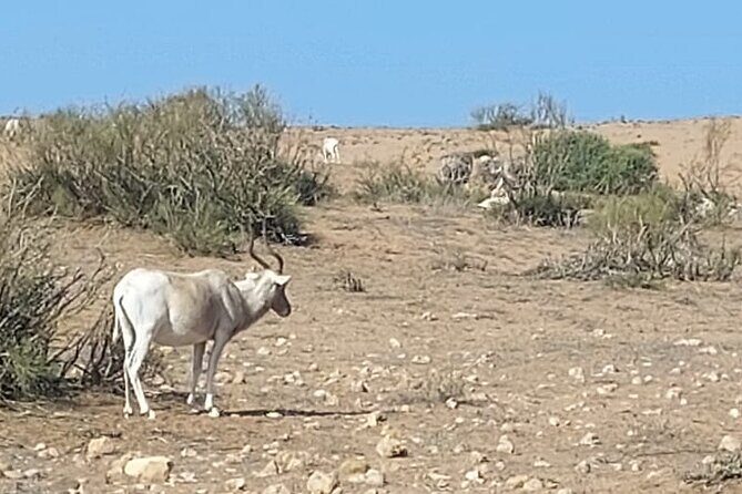 Souss Massa National Park Half Day Trip from Agadir - Frequently Asked Questions
