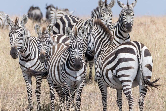 South Africa. Cape Town Best Of Aquila Safari Fullday Tour - Practical Considerations & Tips