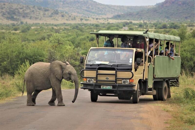 South Africa from Joburg: Elephant Sanctuary Half Day Tour - Key Points