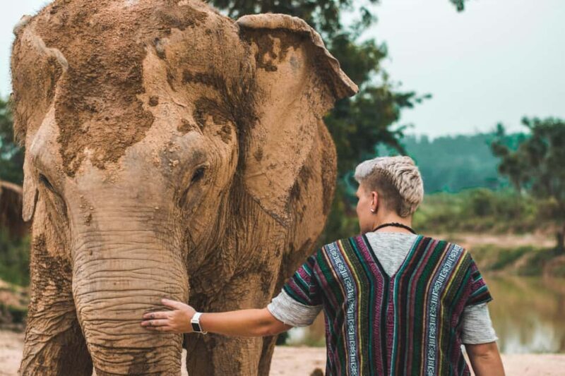 South Africa from Joburg: Elephant Sanctuary Half Day Tour - The Itinerary in Detail