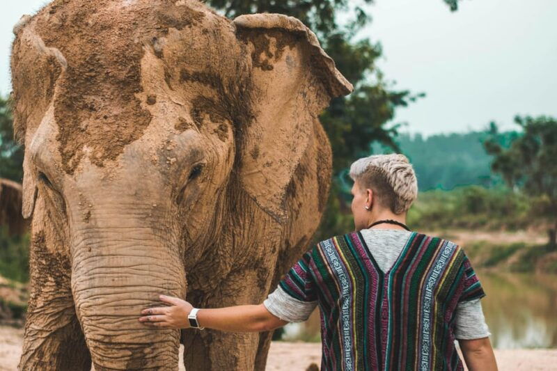 south-africa-from-joburg-elephant-sanctuary-half-day-tour