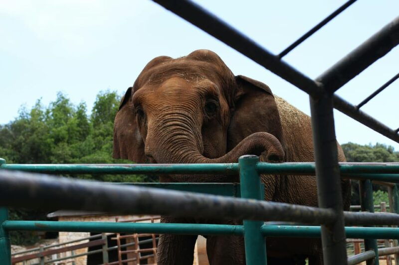 south-africa-from-joburg-elephant-sanctuary-half-day-tour