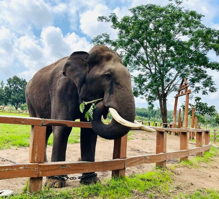 south-africa-from-joburg-elephant-sanctuary-half-day-tour