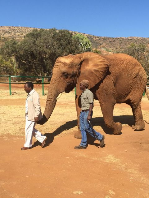 south-africa-from-joburg-elephant-sanctuary-half-day-tour